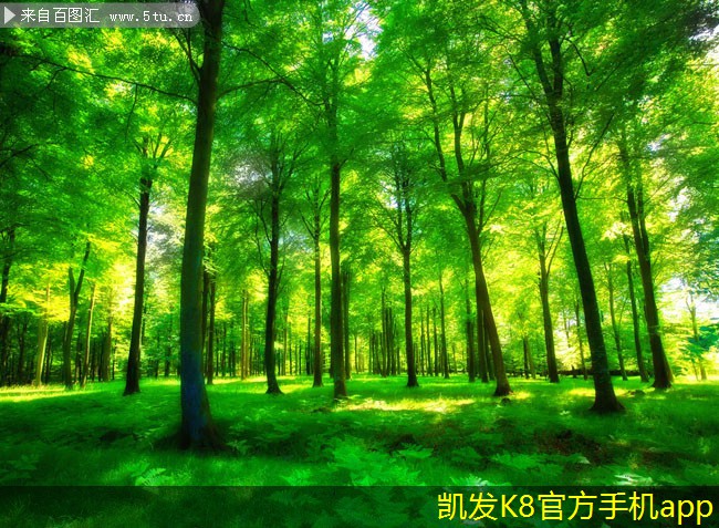 凱發(fā)K8官方網站app官網隔離帶型橋梁護