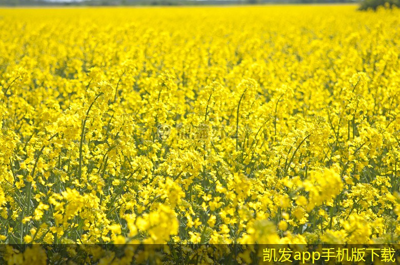 K8凱發(fā)官網(wǎng)入口首頁非金屬防撞護(hù)欄的選材